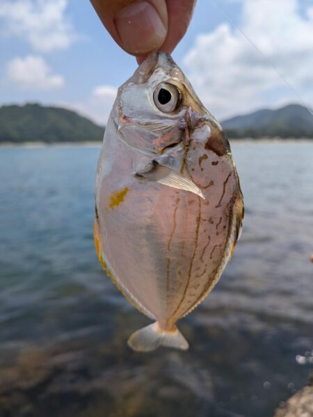 キスの当たり激減